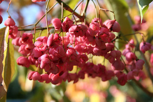 Euonymus hamiltonianus